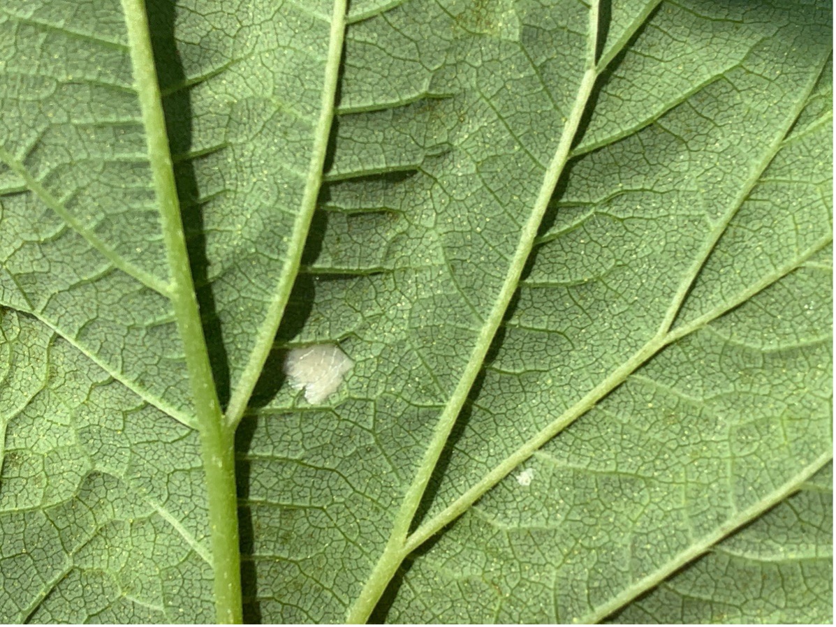 Eggs on leaf